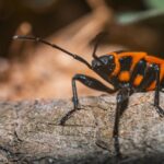 Boxelder Bug Contribute