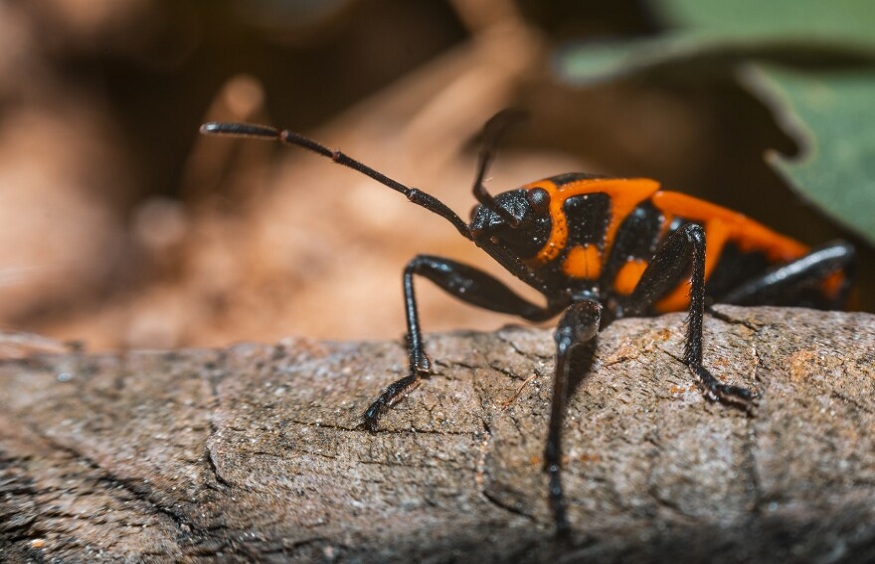 Boxelder Bug Contribute