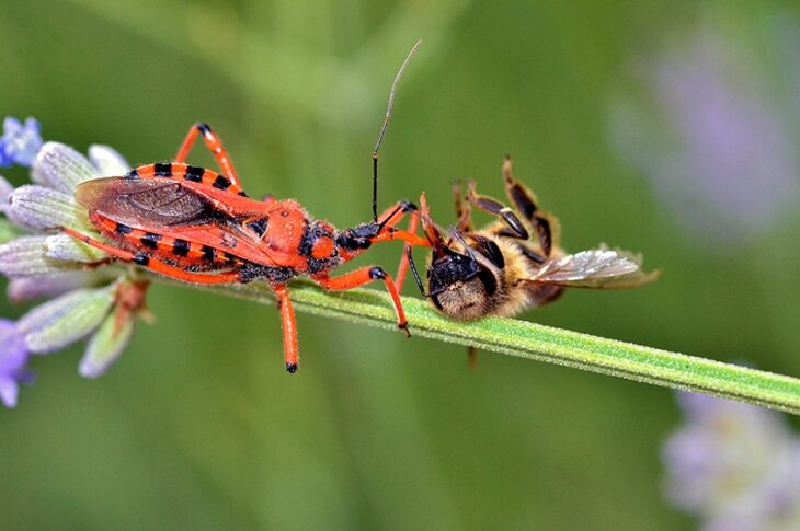 Nature's Pest Control