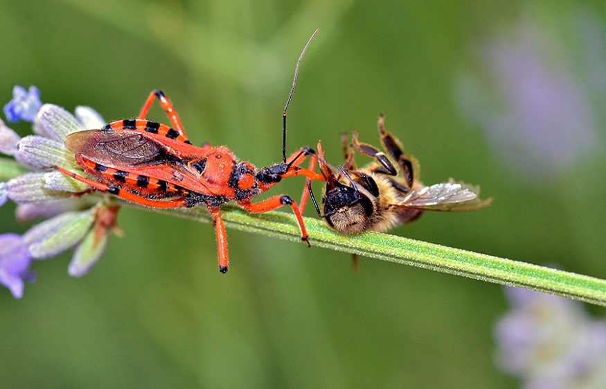 Nature's Pest Control