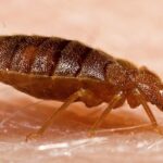 Bed Bug Prevention