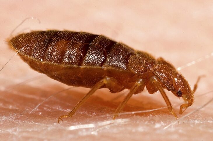 Bed Bug Prevention