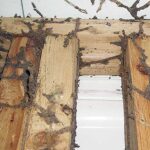 Brings Termites in Your House