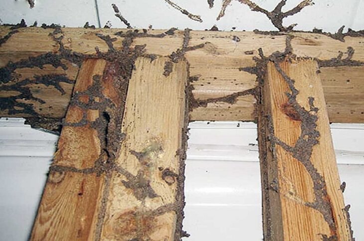 Brings Termites in Your House