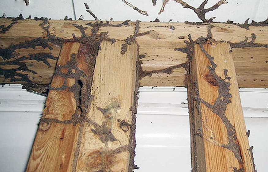 Brings Termites in Your House