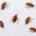 House from Summer Pests