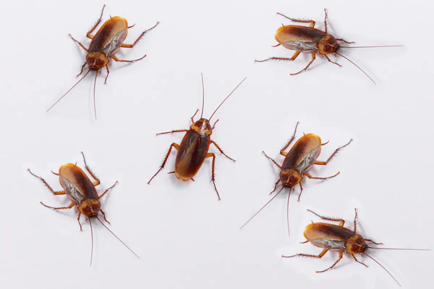 House from Summer Pests
