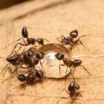 Pest Control Visit in Burke