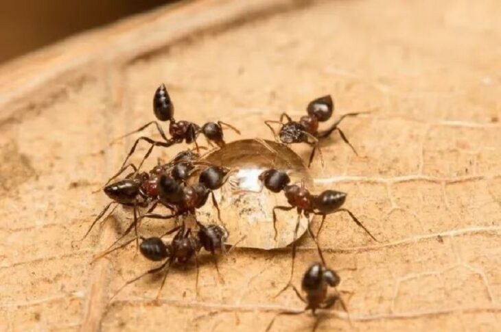 Pest Control Visit in Burke